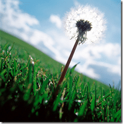 weed-grass-cloud