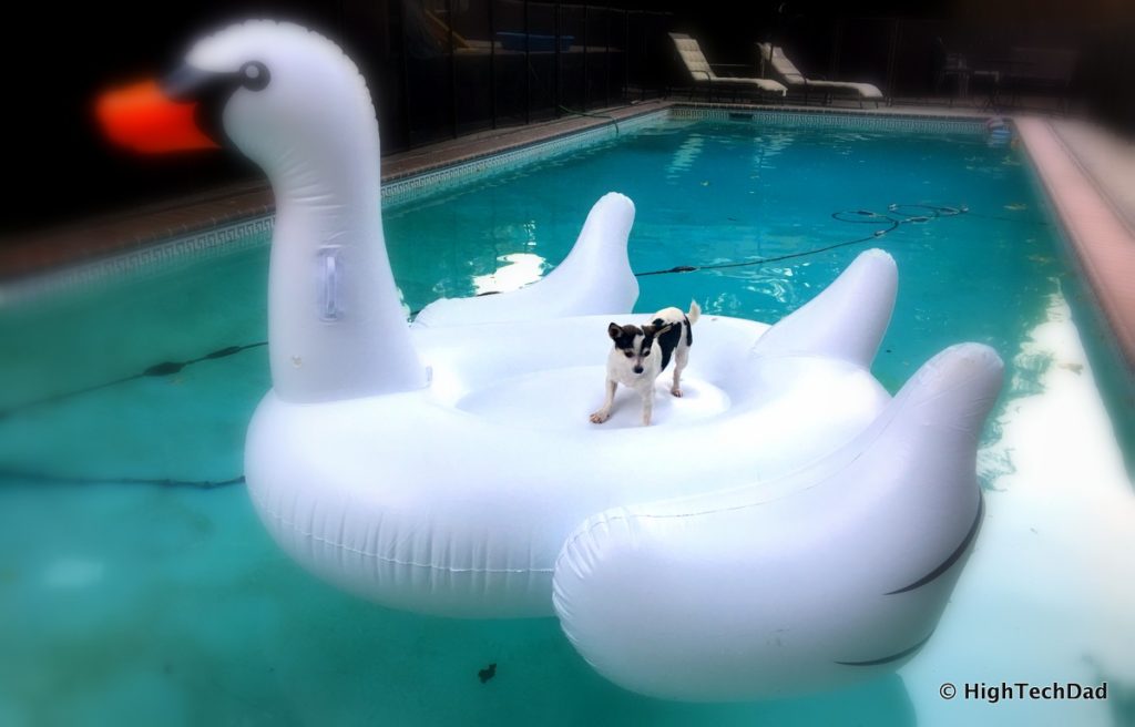 Residential Swimming Pool Tips - dog floating on swan