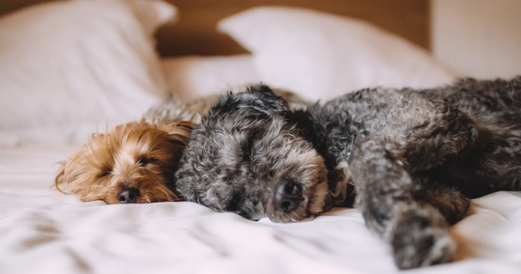 HighTechDad Sleep Tips & California Design Den Sheets - dogs sleeping