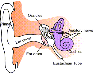 Anatomy of an ear - source: https://commons.wikimedia.org/wiki/File:Ear-anatomy-text-small-en.png